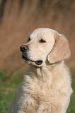 GOLDEN RETRIEVER 1050